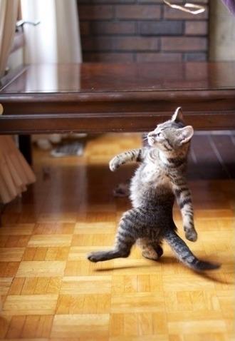 Arroser les plantes et nourrir le chat