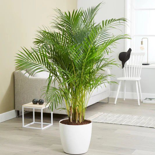 Arrosage de plante